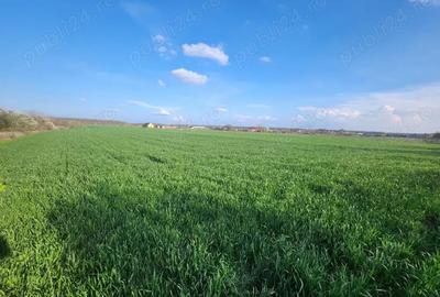 Teren de 1575 mp, în Bălteni - 2