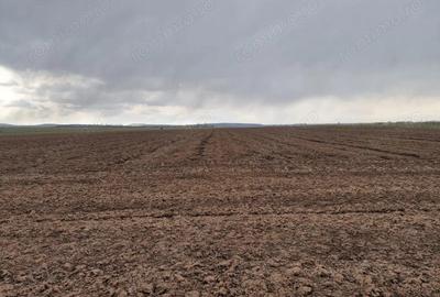 Teren de 10000 mp, în Vest - 2