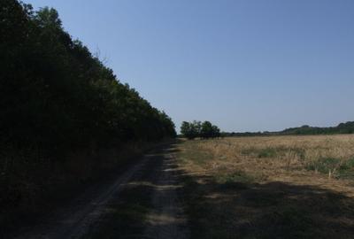 Clinceni-Ordoreanu intre padurea Teghes si Ordoreanu - 8