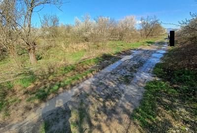 Teren de 6000 mp, în Lăpuș - 3