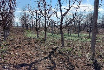 Casă cu Teren 220 Mp în Olăreni - 3