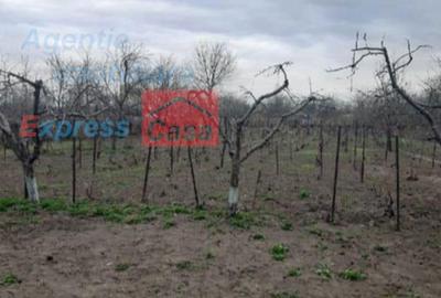 Teren de 3000 mp, în Prisăcani - 2