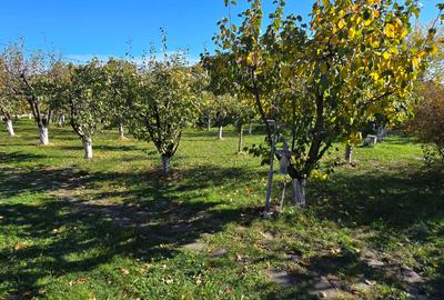 VILA LUX DE VANZARE -PANCIU-STRAOANE - 26