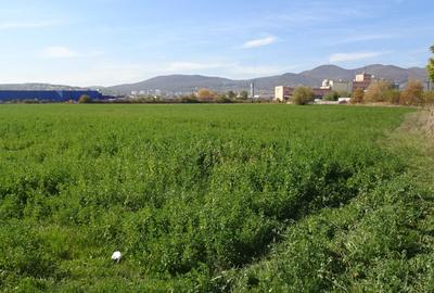 Teren Construcții intravilan de 43000 mp, în Calea Aradului - 2