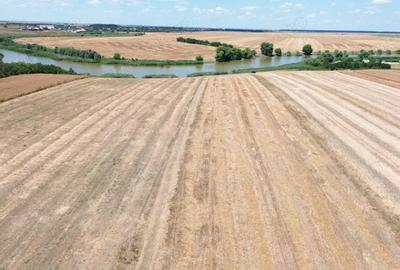 Teren de 6500 mp, în Frumușani - 13