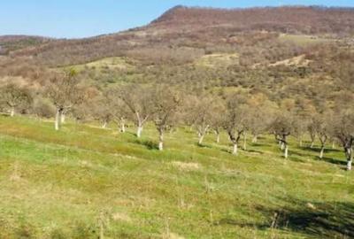 Spațiu comercial, în Central - 2