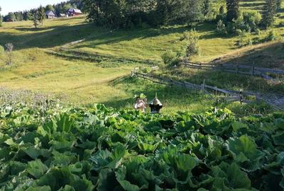 Inima Transilvaniei - 9