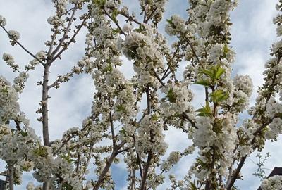 Spațiu comercial, în Nazarcea - 1