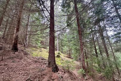 TEREN PARCELABIL, aproape de partia de ski Marisel si Crucea Iancului - 5