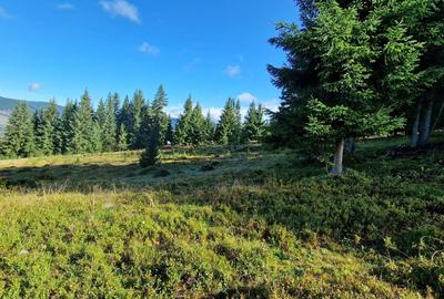 Teren Construcții intravilan de 9908 mp, în Dorna-Arini - 5