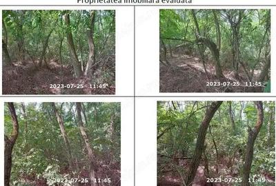 Teren extravilan padure, cota parte de 1/48 Horgesti, ID: R2325836 - 1