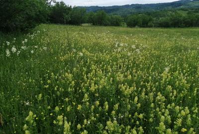 Teren de 4777 mp, în Posești - 1