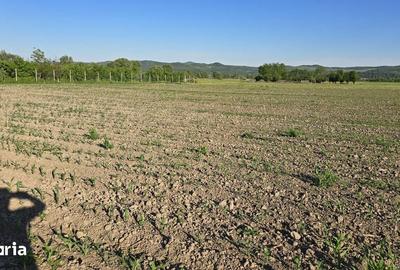 Teren de 2900 mp, în Ciceu-Mihăiești - 3