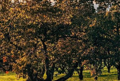 Teren de 2852 mp, în Poiana Lacului