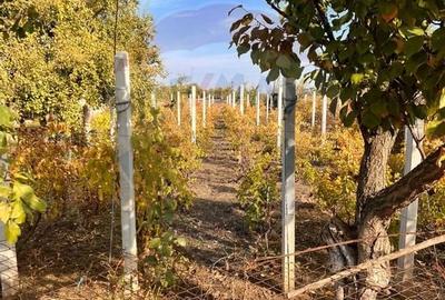 Casa  de vanzare - 2