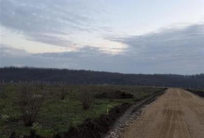 RECO Teren intravilan langa padure Pausa - 2