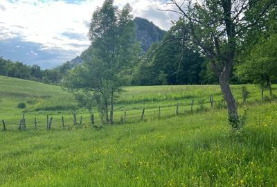 Teren intravilan de 5900 mp, în Hărțăgani - 1