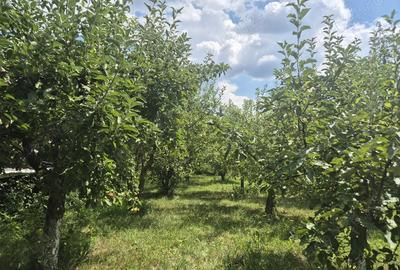 Casă cu 4 camere în Central - 5