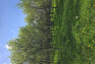 Teren de 6000 mp, în Gurasada - 2