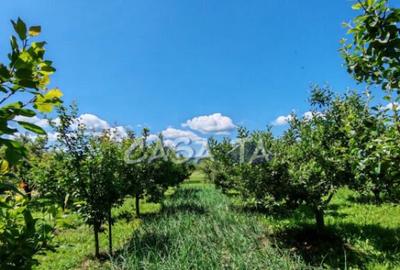 Casă cu 4 camere cu Teren 4037 Mp în Samarinești - 14