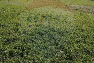 Teren Construcții intravilan de 6574 mp, în Leș - 3