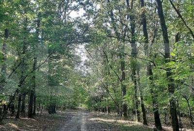 Casă cu 5 camere cu Teren 2600 Mp în Viile Satu Mare - 3