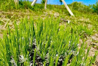 Terenuri extravilane Cozieni, jud. Buzau 70000mp - 6