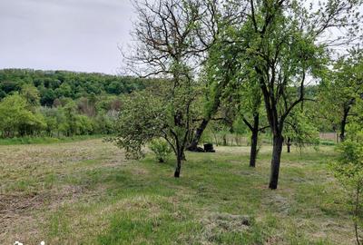 Casă cu 4 camere cu Teren 4327 Mp în Bârzava - 17