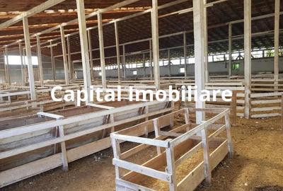 Ferma langa Oravita 5600 mp construiti si teren 24281 intravilan - 7