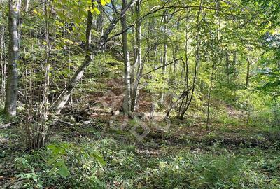 Teren pentru casa de vacanta pe Valea Bratcutei, Bihor - 5