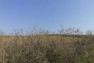 2 hectare teren agricol in comuna Trivalea-Mosteni din judetul Teleorman