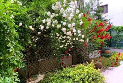 Apartament cu gradina  Parc Herastrau - 2