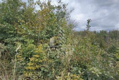 INVESTITIE CU PROFIT RAPID Padure 120+ Ani Fag & Gorun - 9