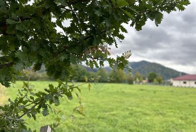 Teren 1,023mp Vadurele (Alexandru cel Bun) / Strada Steja... - 2