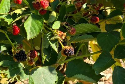 Casă cu 4 camere în Urlueni - 8