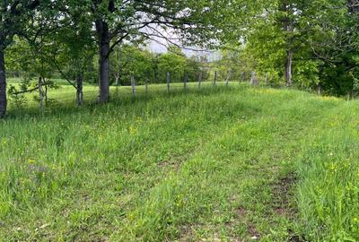 Teren intravilan de 5900 mp, în Hărțăgani - 2