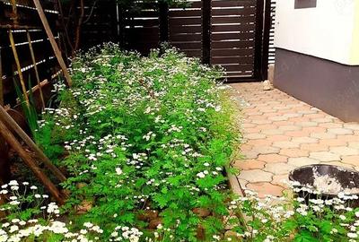 Casă cu 1 camere cu Teren 365 Mp în Patriei - 6