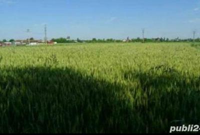 Teren de 300 mp, în Dârza - 5