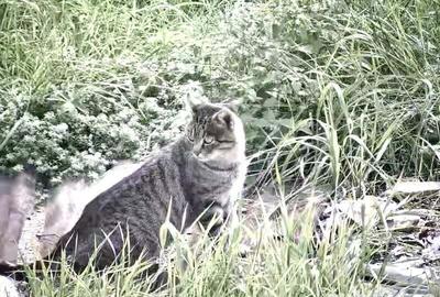 Casă cu 3 camere cu Teren 40000 Mp în Recea-Cristur - 6