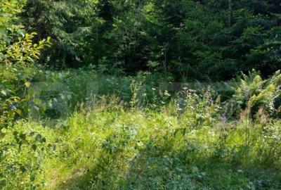 Teren 30 ari cu padure si faneata in Lunca Ilvei - 2