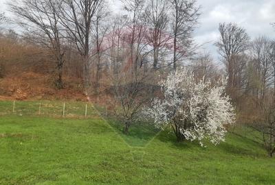 Casă individuală cu 7 camere cu Teren 3580 Mp în Tohănița - 37