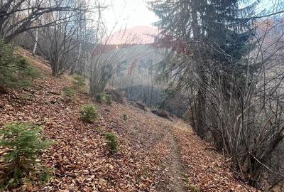 Teren Construcții intravilan de 17684 mp, în Centrul Istoric - 13