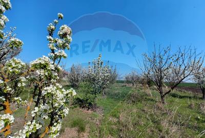 Casă cu 3 camere cu Teren 2175 Mp în Vinga - 18