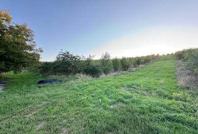 Vanzare Teren Intravilan 800 mp Visani Sf Ilie PUZ Casa D+P+E - 3