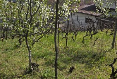 Spațiu comercial, în Blejoi - 1