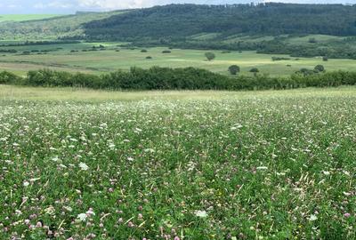 Spațiu comercial, de 40,000 mp, în Brestovăț - 1