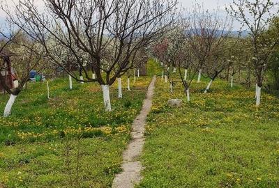 Teren Oradea 3.152 mp front 22.5 m str Fagetului - 6