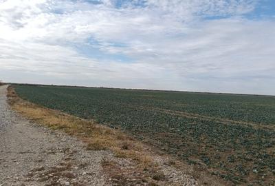 Ferma Agricolă 1.350 Hectare – Grad de Comasare 96–97%, Chișineu Criș, Județul A - 12