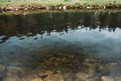 Teren de 3000 mp, în Lunca - 6