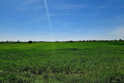 Teren intravilan 5000 mp, str.Sondei, Peris - 5